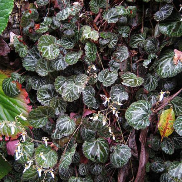 نام گیاه: ساکسی فراگا (بگونیا توت فرنگی) Saxifraga stolonifera 